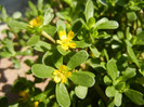 Garden Purslane (2012, July 12)