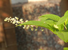 American Pokeweed (2012, July 11)