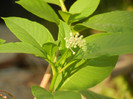 Phytolacca americana (2012, July 11)