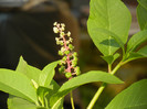 Phytolacca americana (2012, July 11)