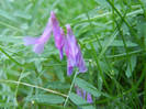 Winter Vetch (2012, July 03)