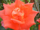 Rose Monica (2012, July 11)
