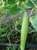 Armenian cucumber