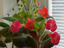 Kohleria
