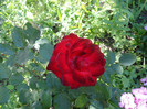 DSC03559