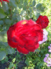 DSC03560