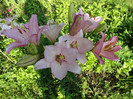 DSC03739