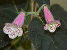 Kohleria HCY`s Jardin Monet