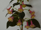 Kohleria Goliat