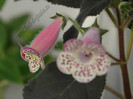 Kohleria HCY`s Jardin Monet