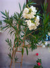 Photo0329