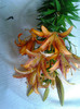 Photo0336