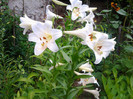 Photo0340