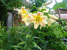 Photo0341