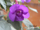 Violacea Semi Plena 12-07-2012