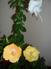 Hibiscus grup
