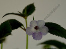 XACHICODONIA DARK STAR
