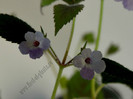 XACHICODONIA DARK STAR