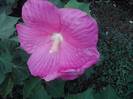 hibiscus mouschetous