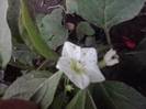 floricica physallis