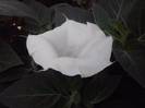 datura alba simpla