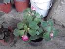 multumesc lucyana