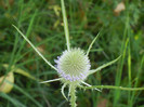 Dipsacus fullonum (2012, July 11)