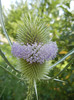 Fuller`s Teasel (2012, July 12)