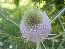 Dipsacus fullonum (2012, July 13)