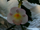 Achimenes Ivory Blush