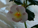 Achimenes Ivory Blush