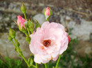 Rose Queen Elisabeth (2012, June 27)