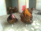 familie orpington auriu 1