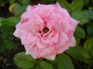 Pink Miniature Rose (2012, July 11)