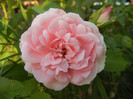 Rose Pleasure (2012, July 06)