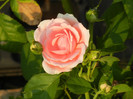 Rose Pleasure (2012, July 11)