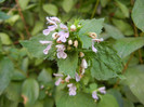 Red Deadnettle (2012, July 01)