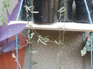 C.  linearis ssp. debilis