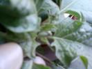 13 iulie 2012-flori 026