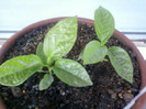 13 iulie 2012-flori 029
