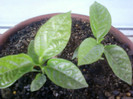 13 iulie 2012-flori 032