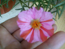 portulaca pestrita