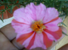 13 iulie 2012-flori 038
