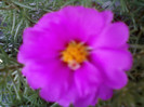 13 iulie 2012-flori 034