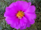 portulaca