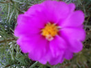 13 iulie 2012-flori 036