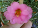 portulaca