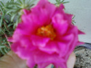 13 iulie 2012-flori 042