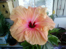 13 iulie 2012-flori 047