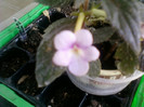 13 iulie 2012-flori 056